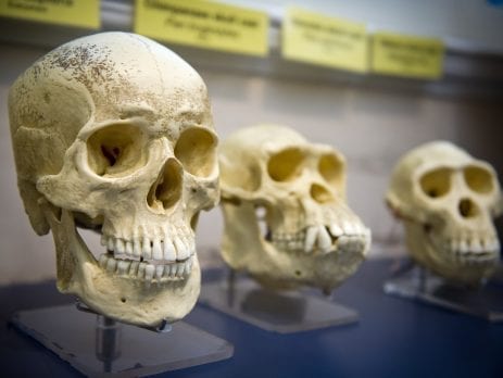 Skull display of human and other primates.